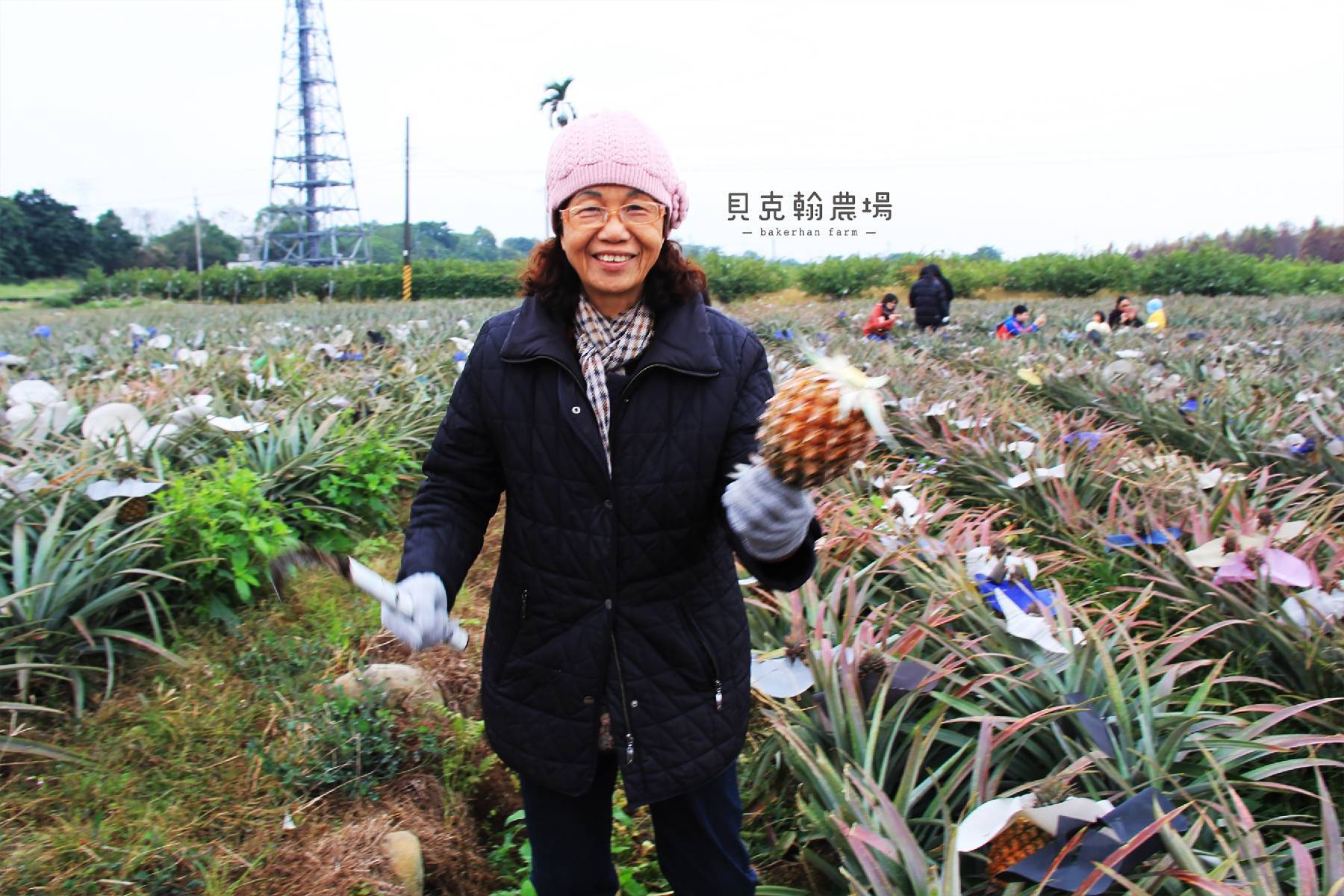 雲林貝克翰農場-採果(鳳梨)體驗券(最少4人成行)6