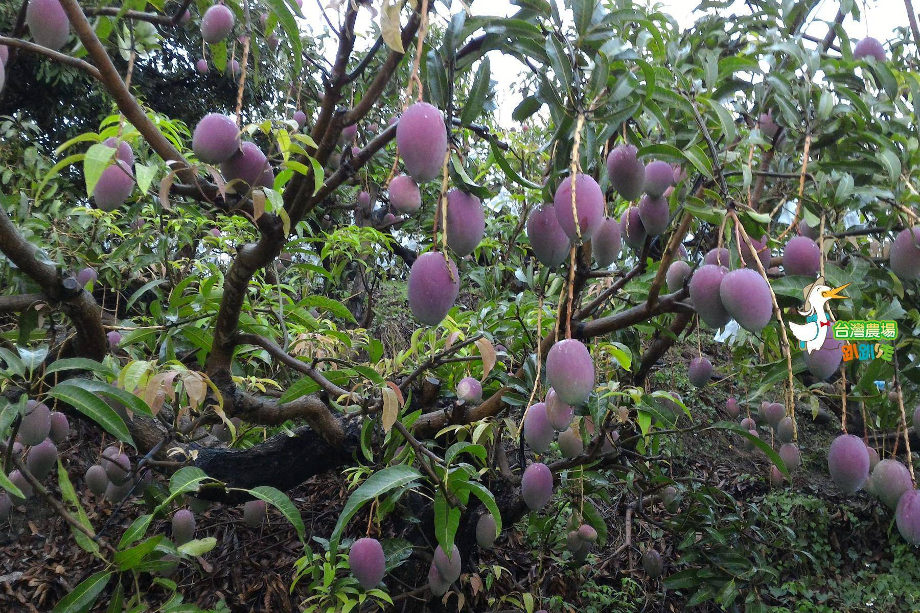 台南-吳叔叔果園-採果(芒果、芭樂、蜜棗)體驗券12