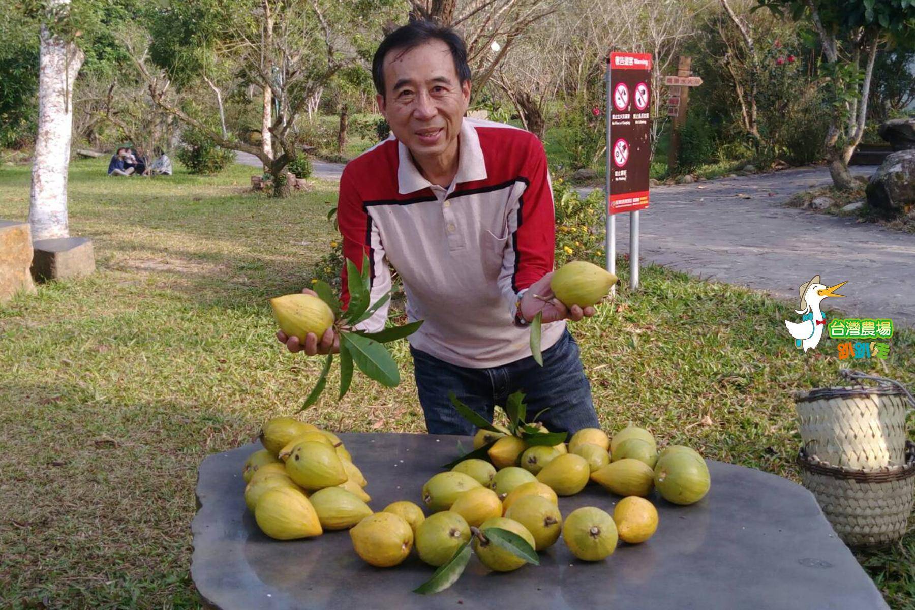 (舊)台南-梅嶺福來梅園-採果(梅子、桃子)體驗券17