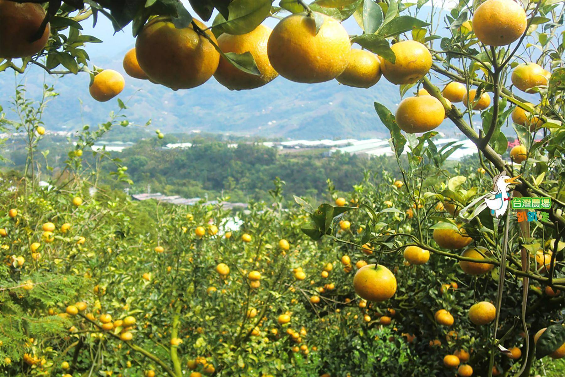 台中-公道農園-採果(柑橘、檸檬)體驗券2