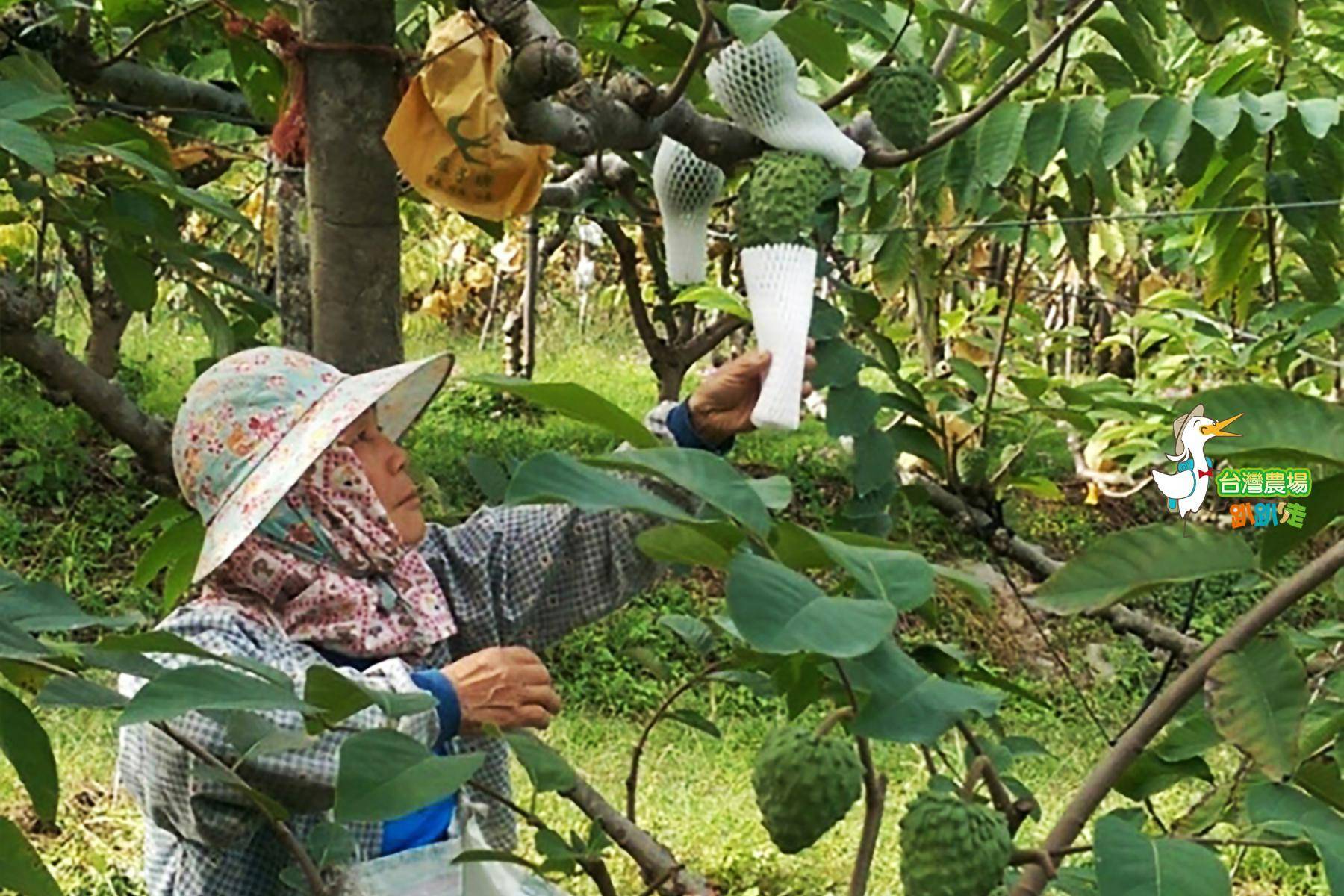 台東-都蘭山花田農園-採果(酪梨、釋迦)體驗券6