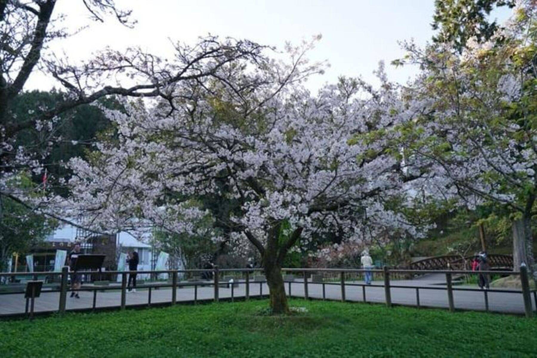 【巴士輕鬆遊】來趣阿里山賞櫻一日3