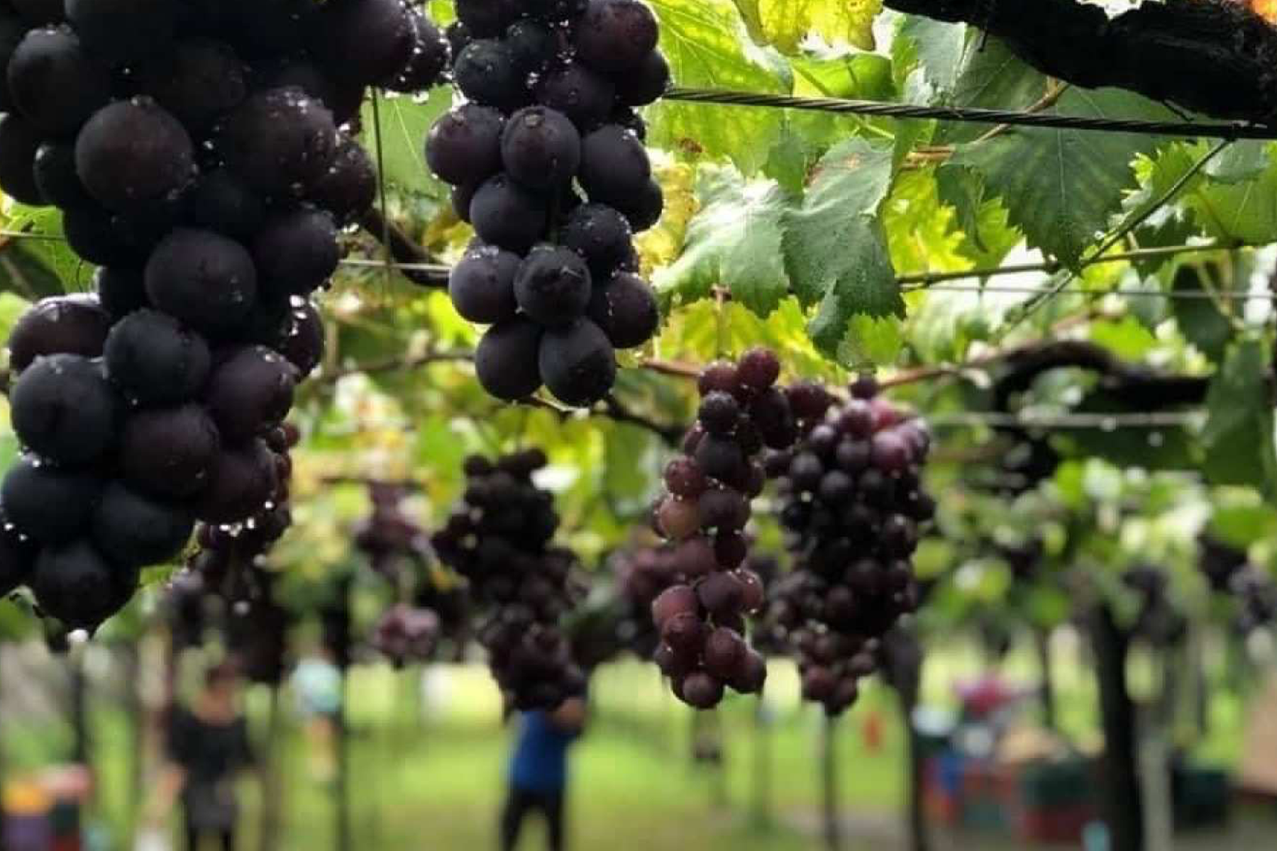 中台灣採果賞落羽松二日遊(台北出發)9