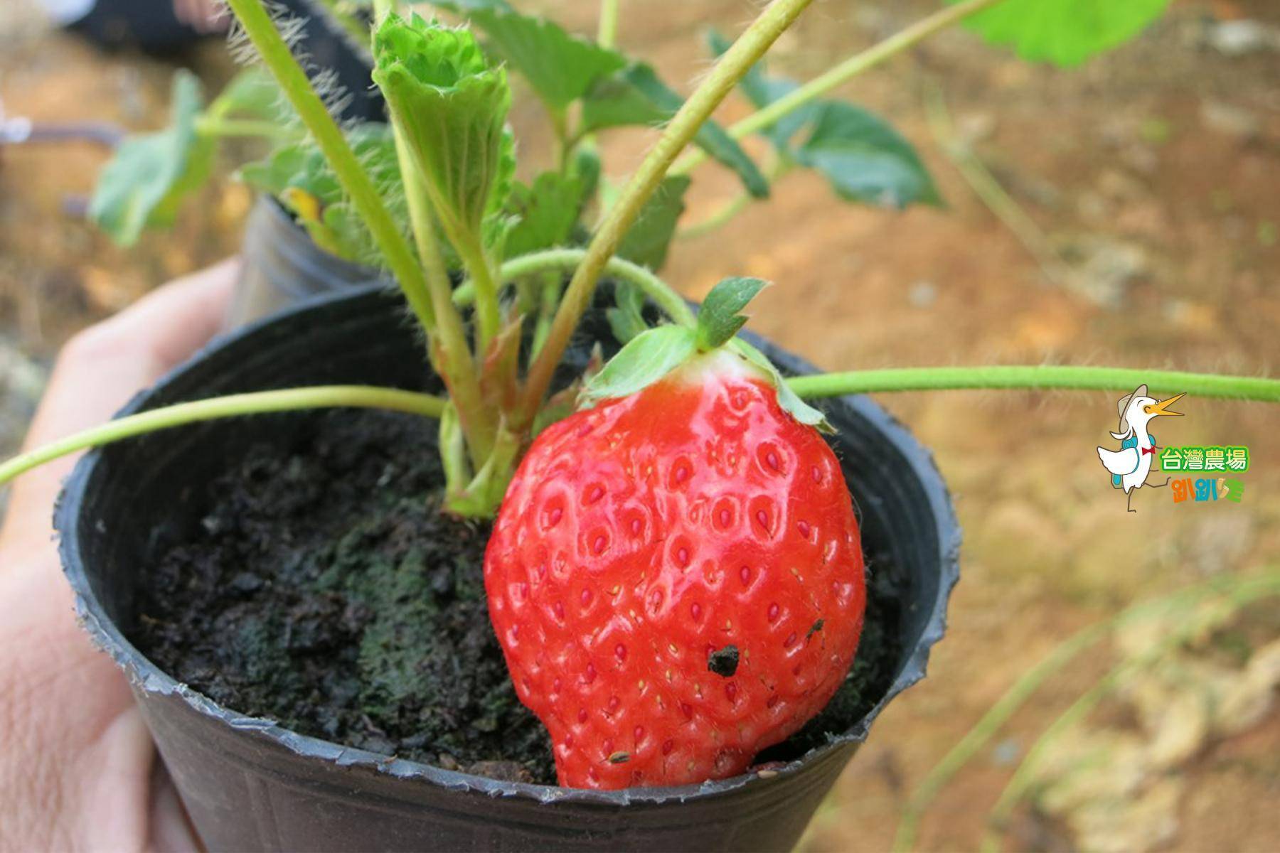 南投-台一生態休閒農場-採果(蕃茄、百香果、草莓)體驗券17