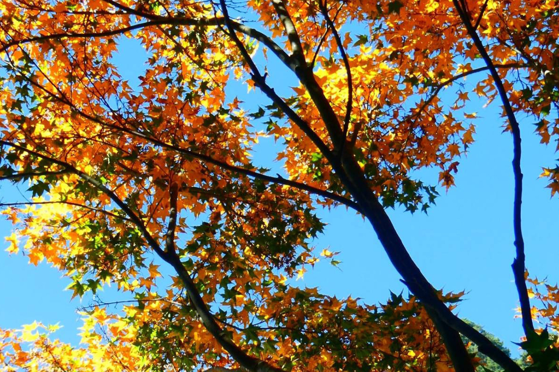 奧萬大追楓二日遊11