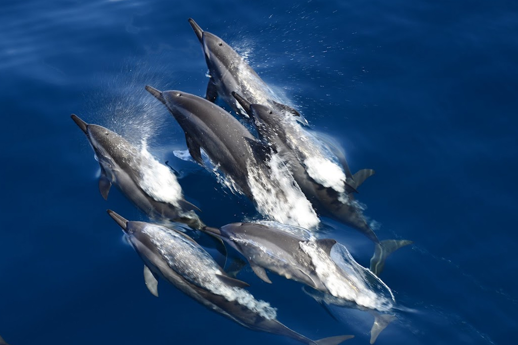 花蓮鯨世界-賞鯨生態之旅成人票3