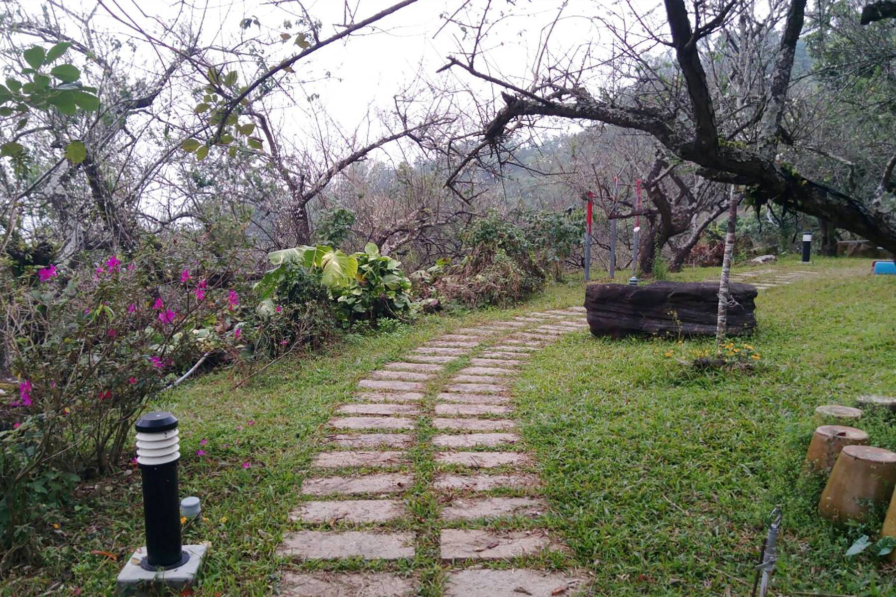 台南梅嶺福來梅園-採果(梅子、桃子)體驗券3