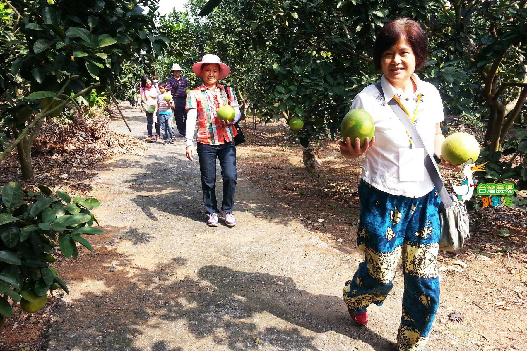 彰化-古早雞休閒農場- 採果(荔枝、西施柚)體驗券4