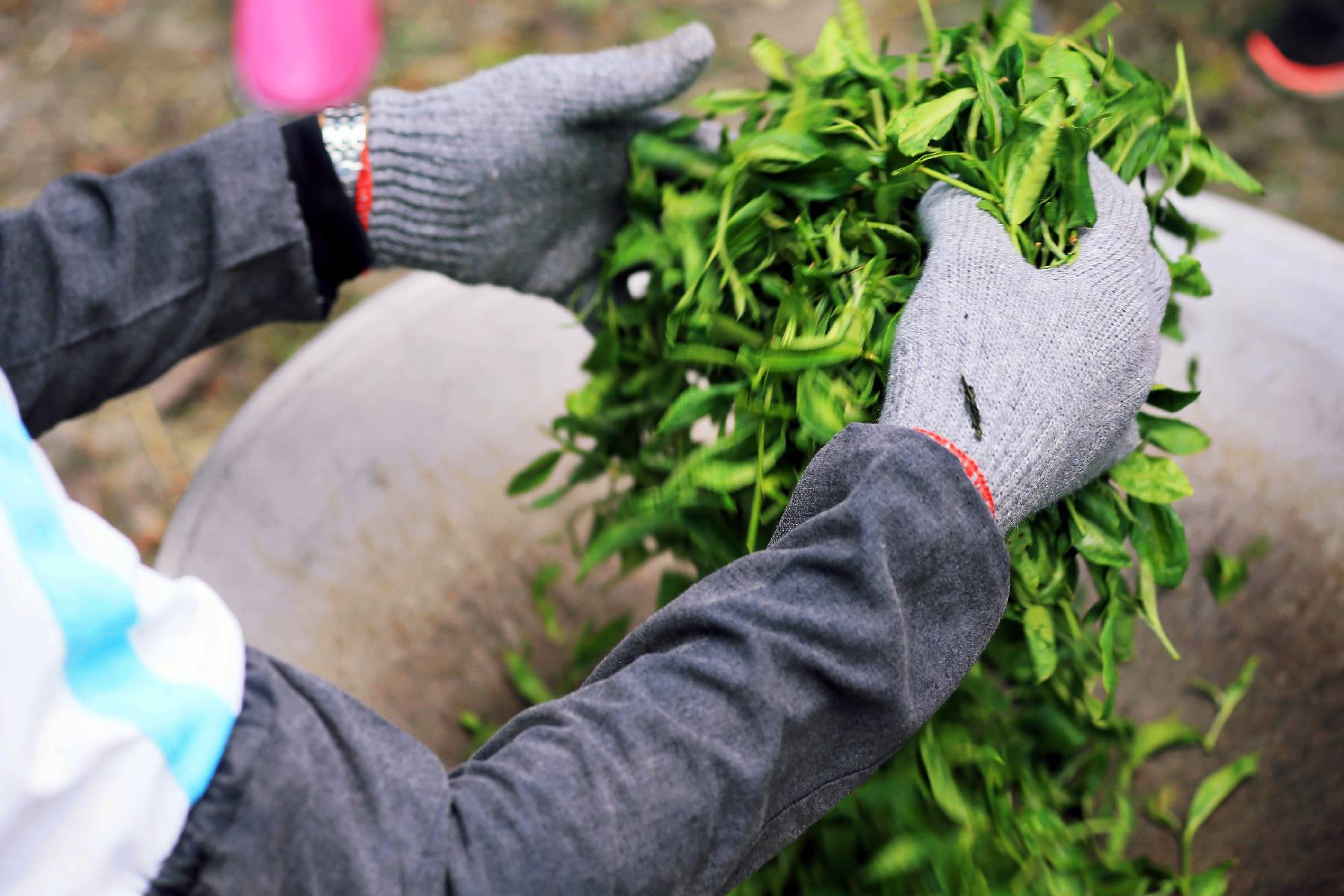 宜蘭星源茶園-評茶/製茶體驗券(最少4人成行)9