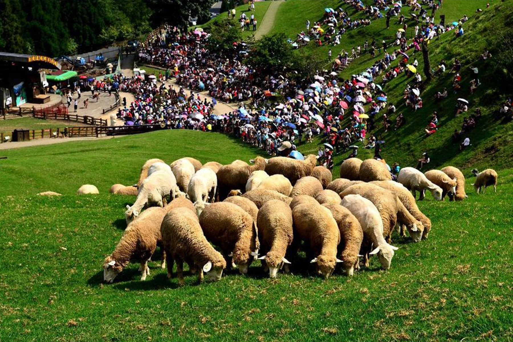 清境農場中南投二日遊(台北出發)3