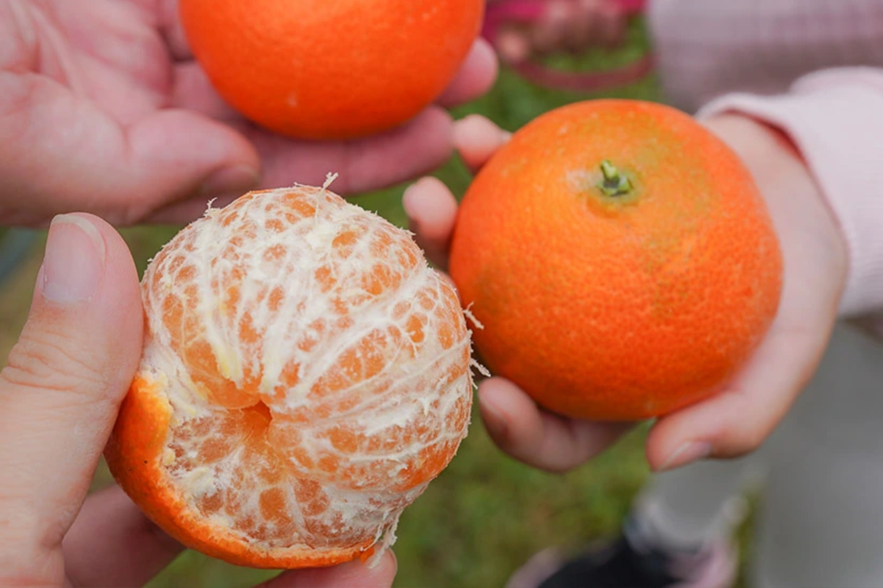 中台灣採果賞落羽松二日遊11