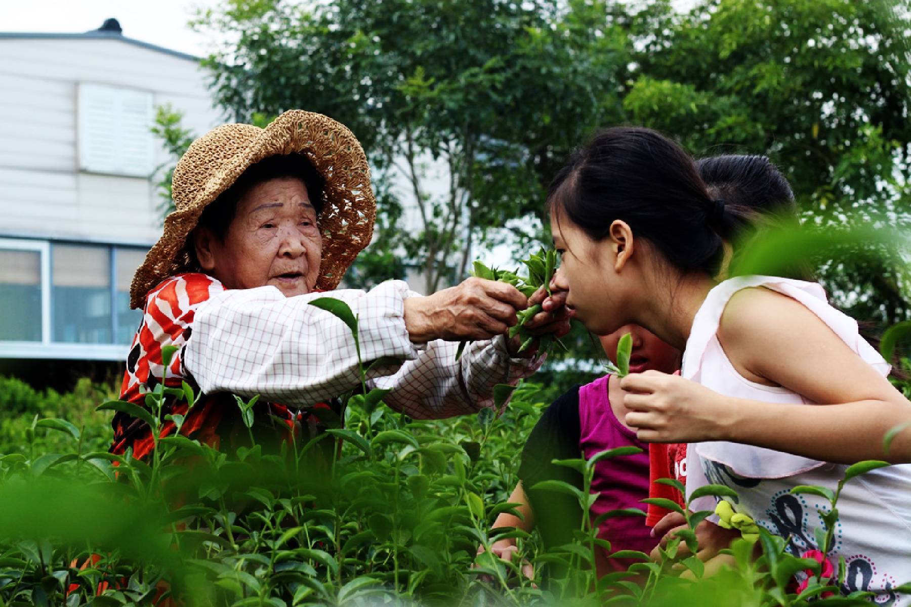 宜蘭星源茶園-評茶/製茶體驗券(最少4人成行)5