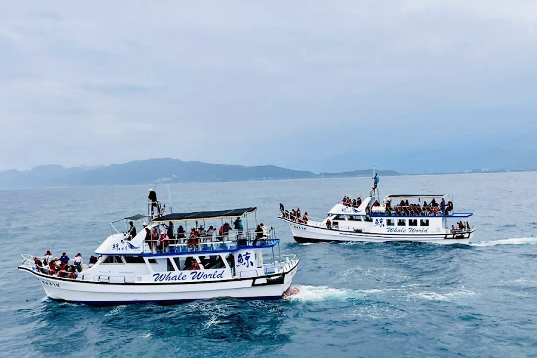 花蓮鯨世界-賞鯨生態之旅成人票10