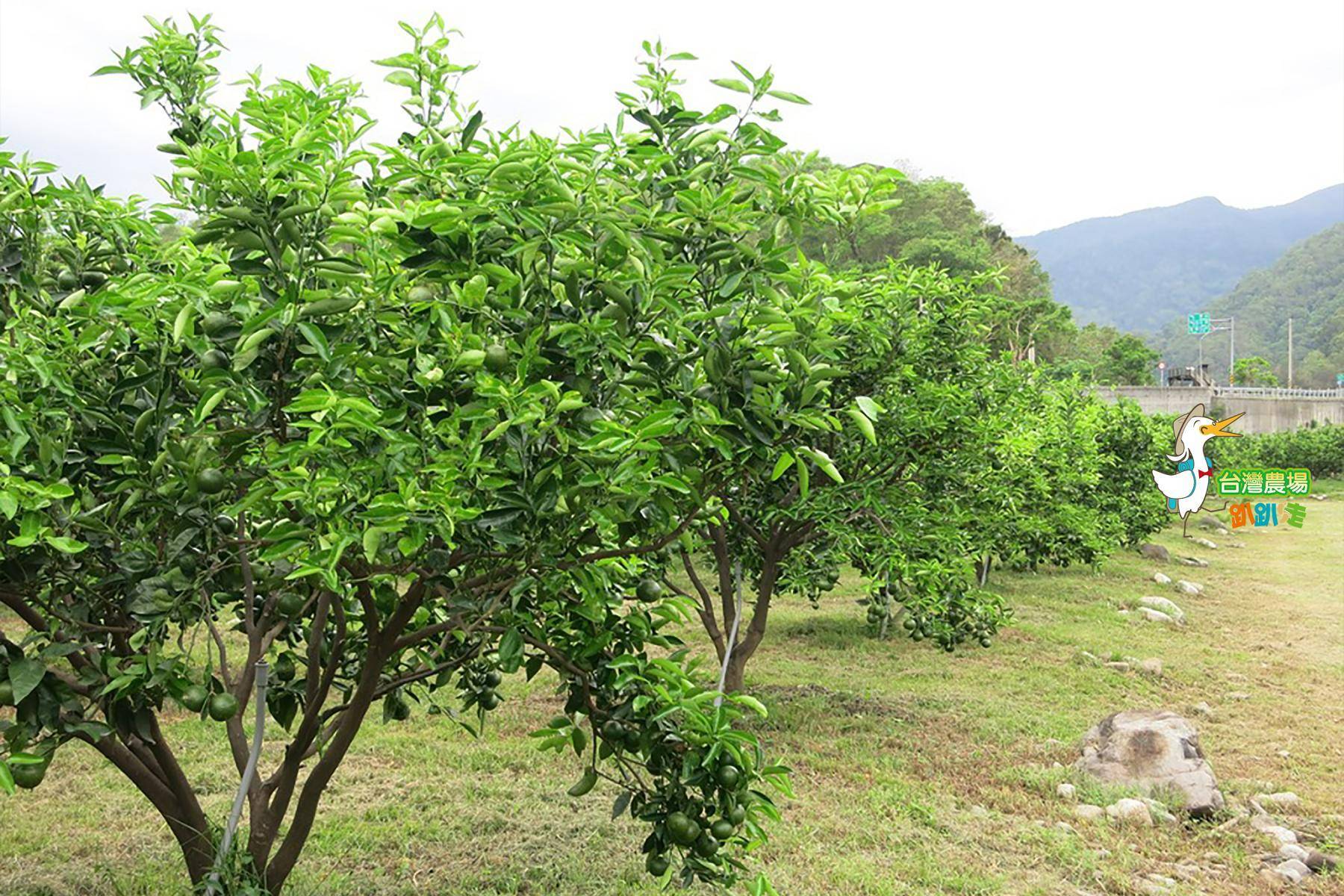 宜蘭-長立果園-採果(金棗、芭樂)體驗券2