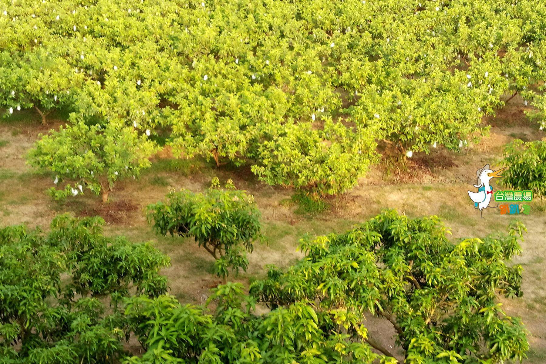 台南-吳叔叔果園-採果(芒果、芭樂、蜜棗)體驗券1