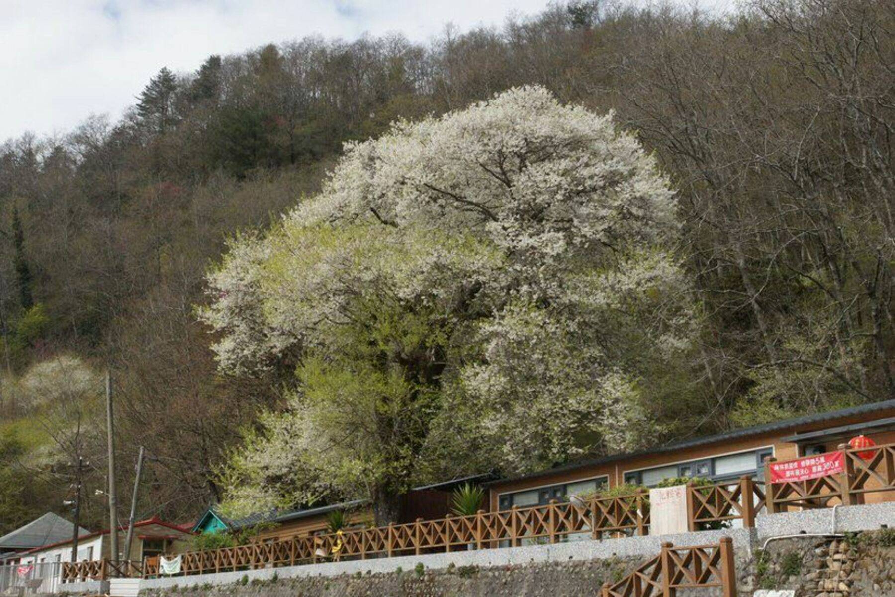 2021櫻姿楓花觀嵐影雪霸二日遊2