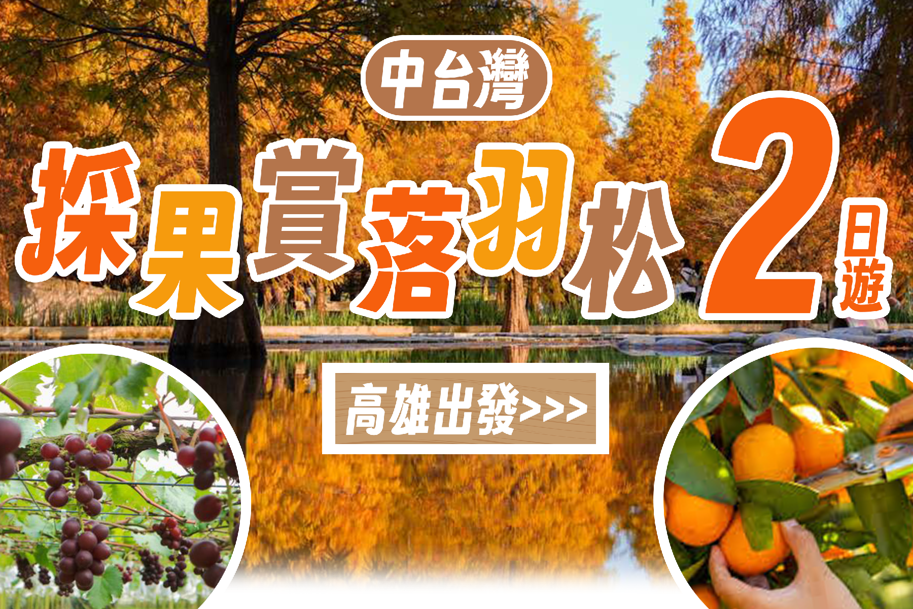 中台灣採果賞落羽松二日遊13