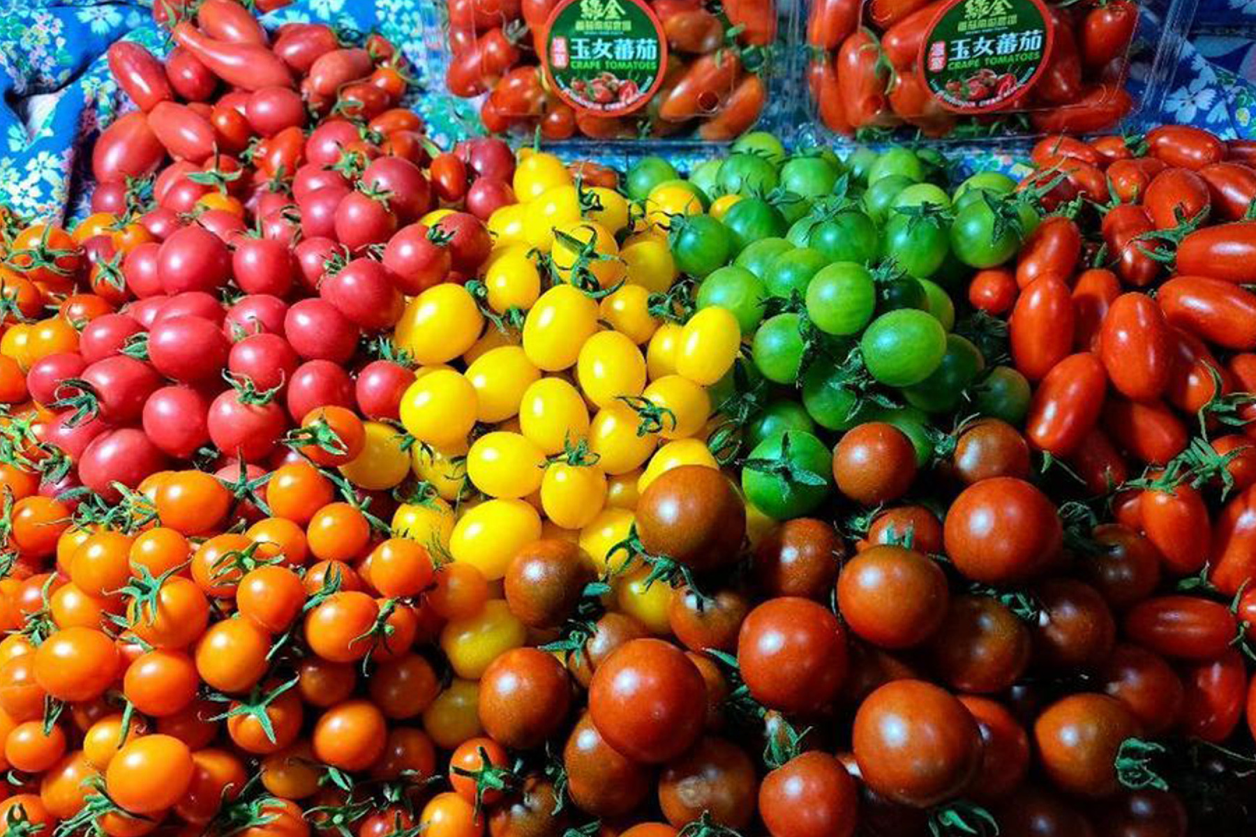 雲林農農體驗一日遊13