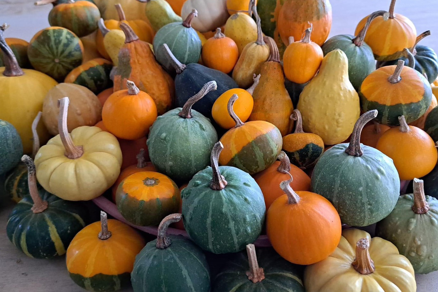 雲林農農體驗一日遊4