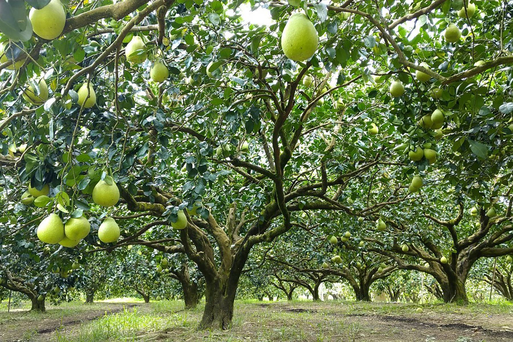 花蓮木日光文旦驛站-採果(文旦柚)體驗券3