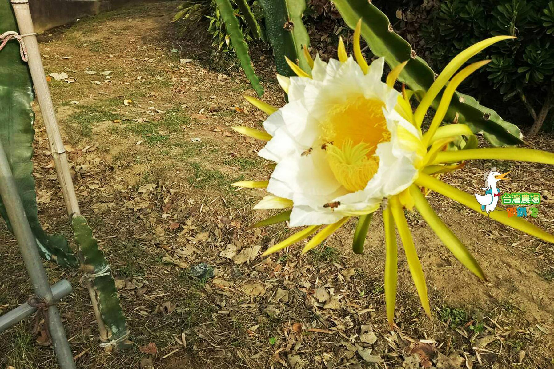 新竹-花菓山富貴果園-採果(火龍果)體驗券3