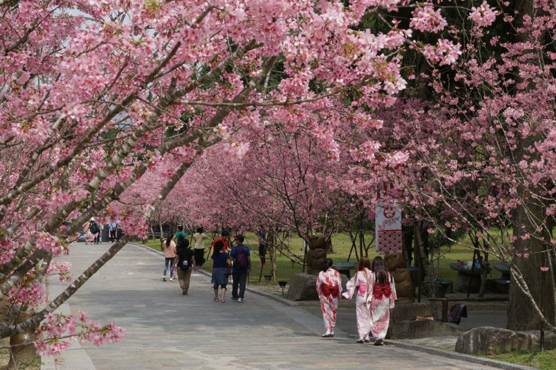 南投九族櫻花祭一日遊3