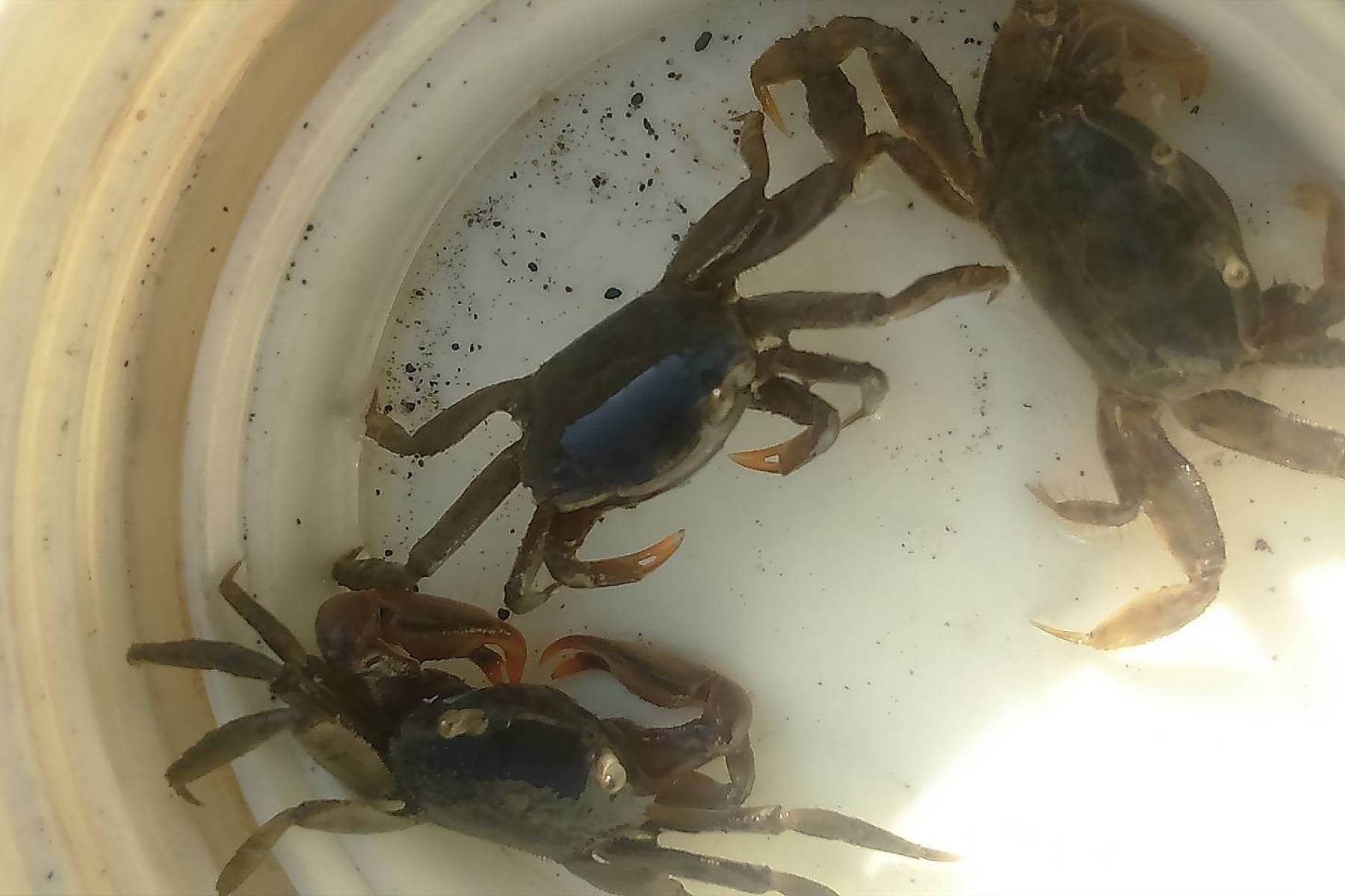 彰化哈哈漁場-漁夫體驗券(最少6人成行)18