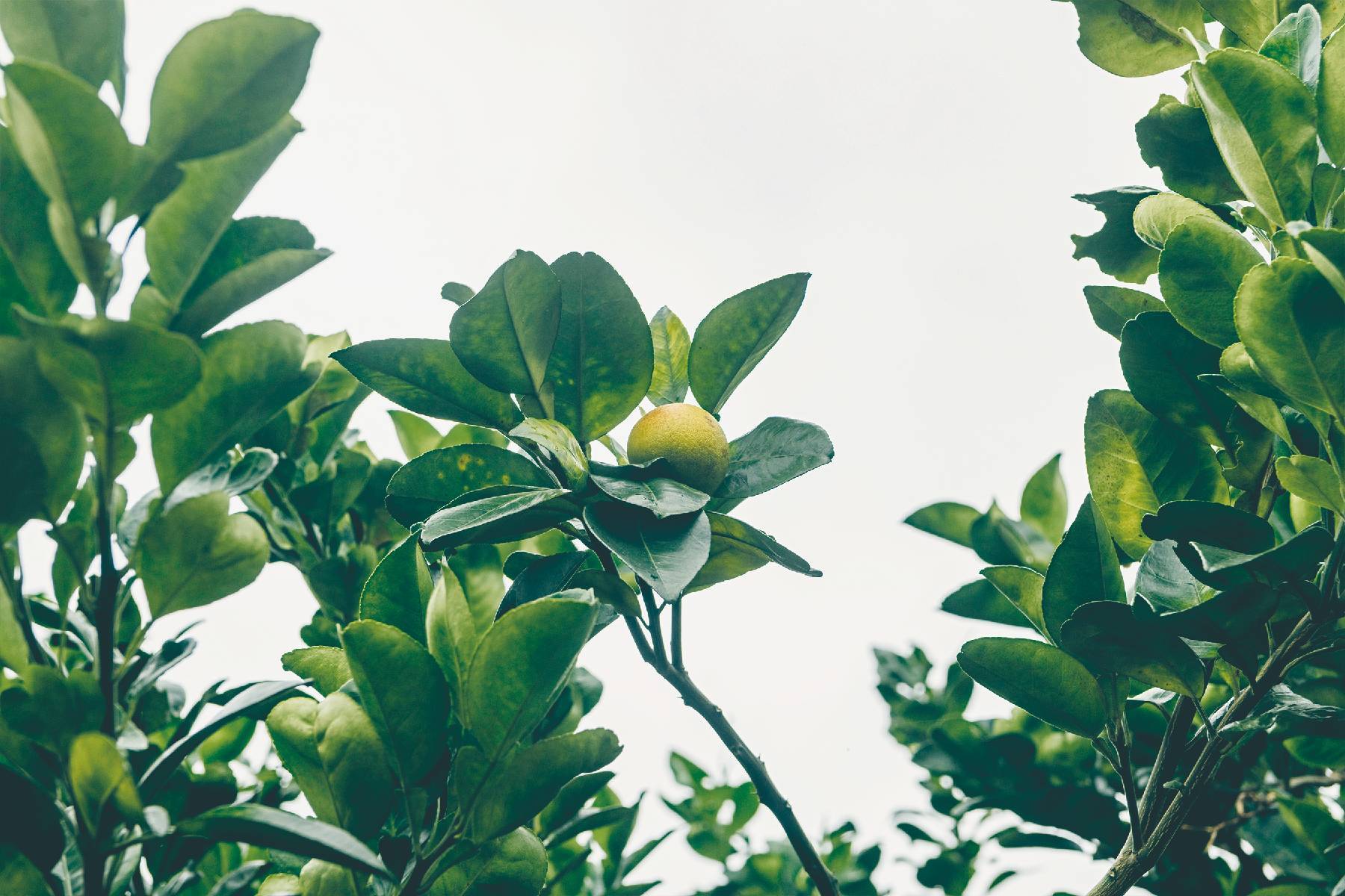 花蓮木日光文旦驛站-採果(文旦柚)體驗券4