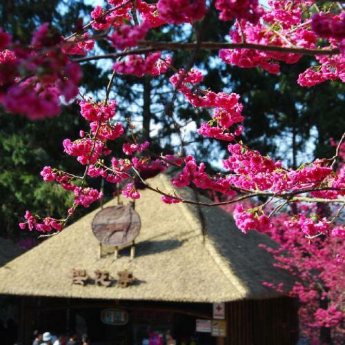 南投【日月潭-瑞居渡假飯店】櫻花季一泊一食住宿券加贈九族文化村門票(MO)4