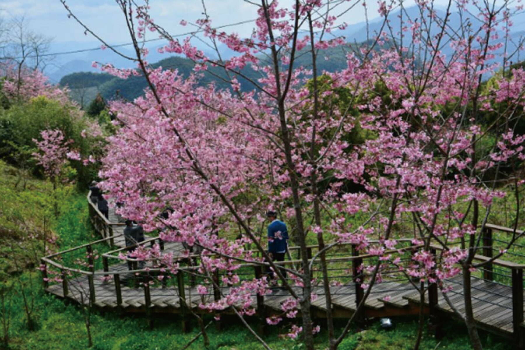 嘉義阿里山賞櫻二日遊(南投出發)2