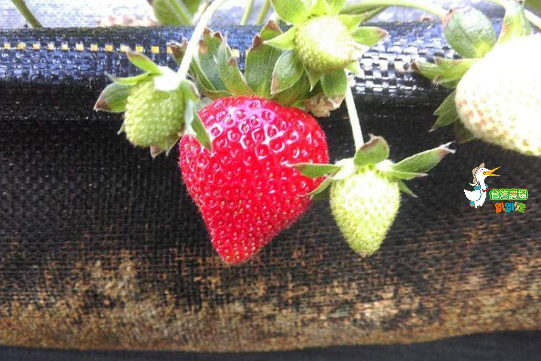 (舊)屏東-莓洋洋草莓園-採果(草莓)體驗券3