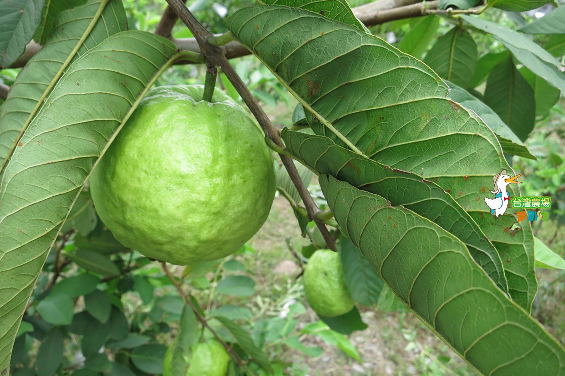 宜蘭-長立果園-採果(金棗、芭樂)體驗券4