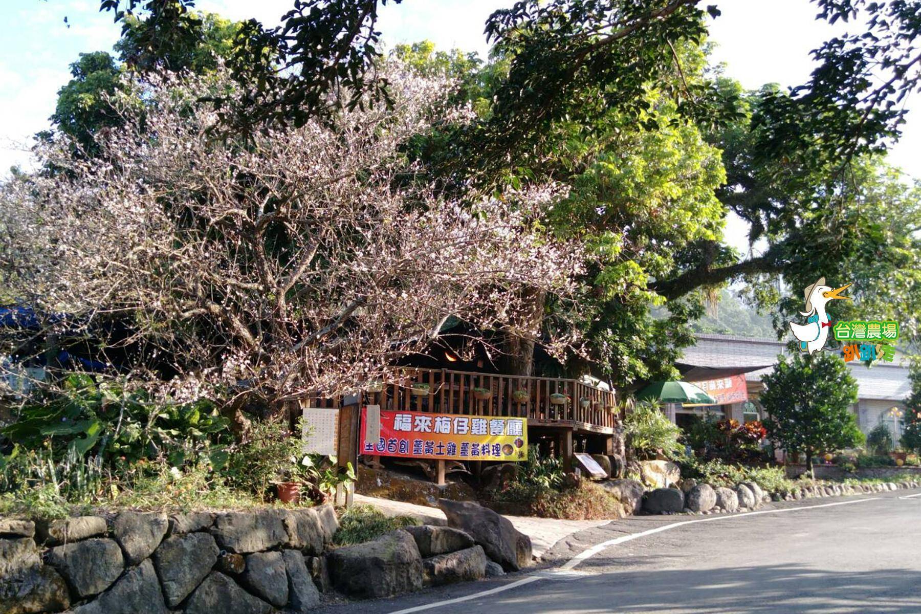 (舊)台南-梅嶺福來梅園-採果(梅子、桃子)體驗券1