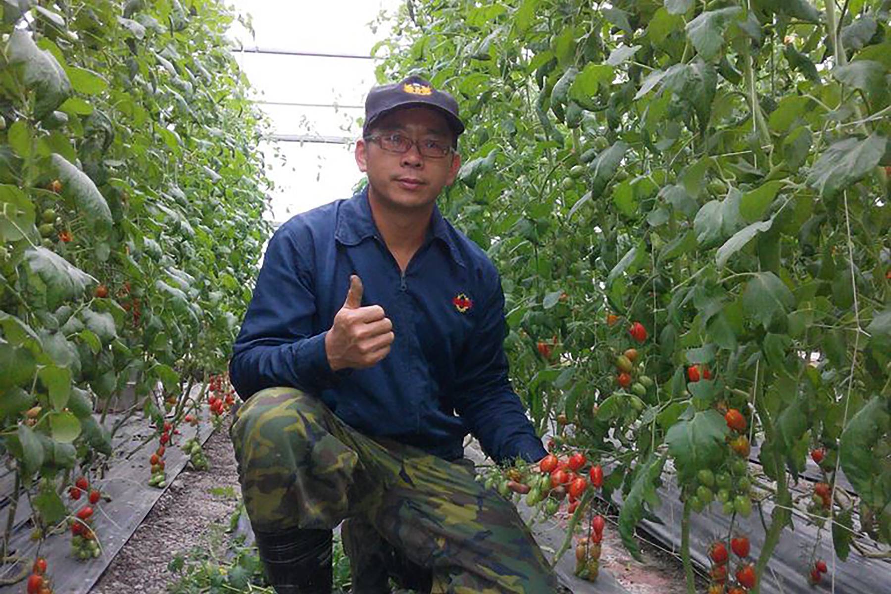 宜蘭藤結教育觀光農場-採果(番茄)體驗券1