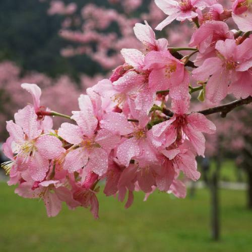 南投【日月潭-瑞居渡假飯店】櫻花季一泊一食住宿券加贈九族文化村門票(MO)6