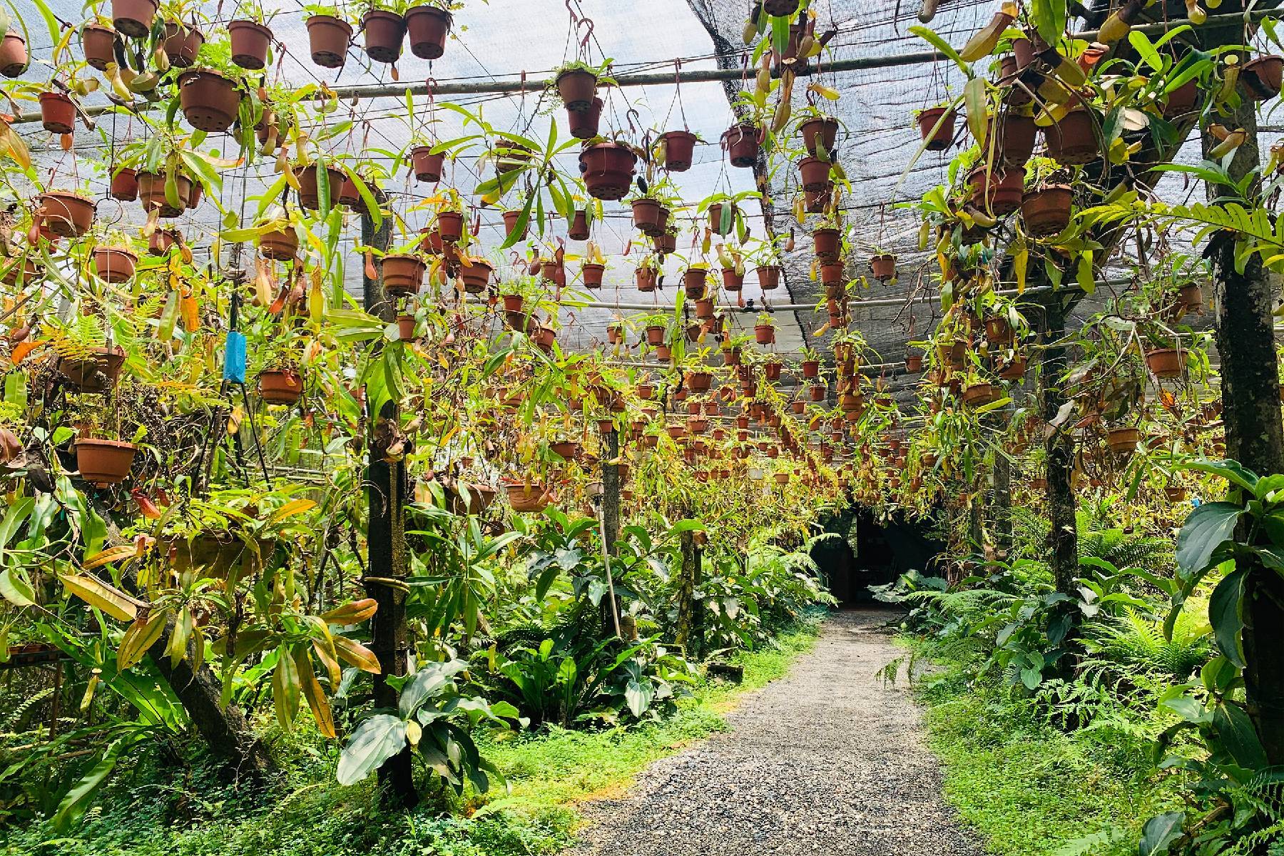 宜蘭波的農場-食蟲雨林探索綠手指體驗3