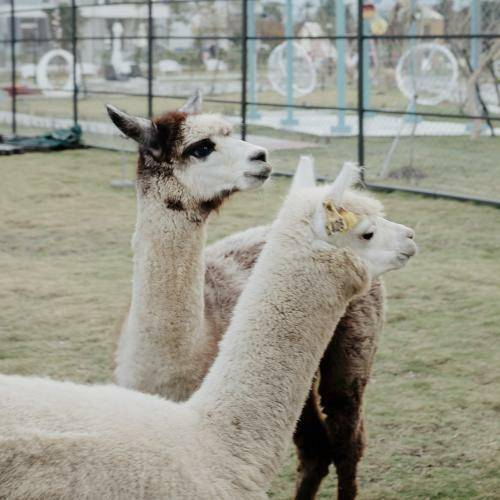 宜蘭【天使星夢渡假村】單人入園券+含動物餵食+飲品甜點100折價券2