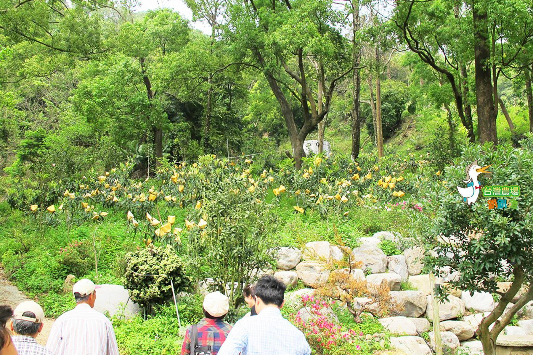 台中-心禾園-採果體驗-採果(枇杷、梨子、芒果)體驗券3