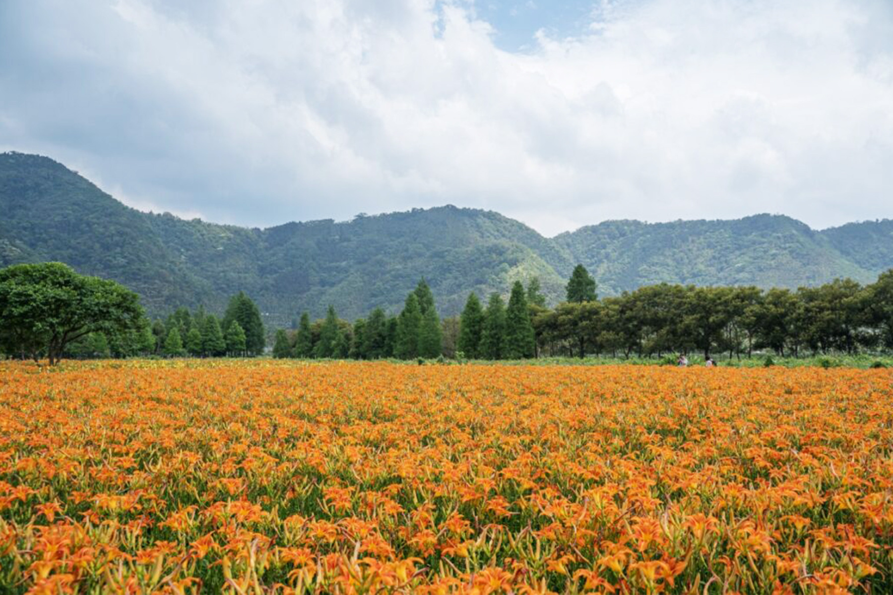 來去南投賞花 日月潭慢遊一日2