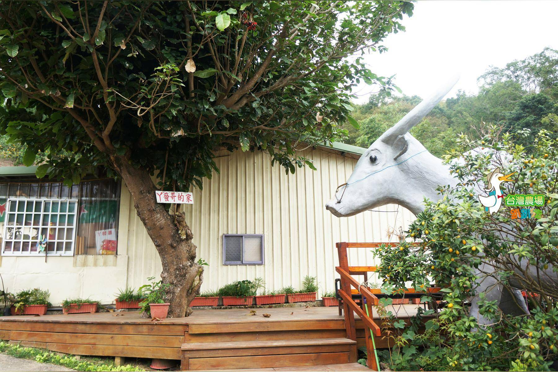 苗栗-丫發哥果園-採果(柑橘、金桔)體驗券1