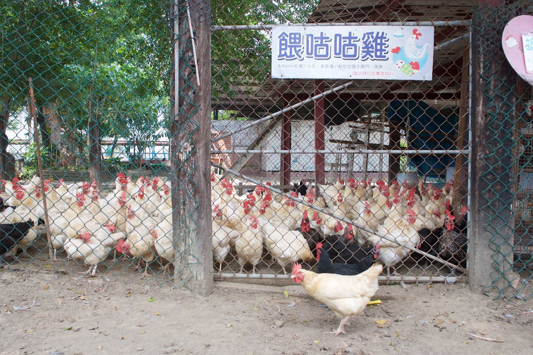 高雄農春鎮生態教育農場-假日鮮採當季蔬果體驗雙人套票3