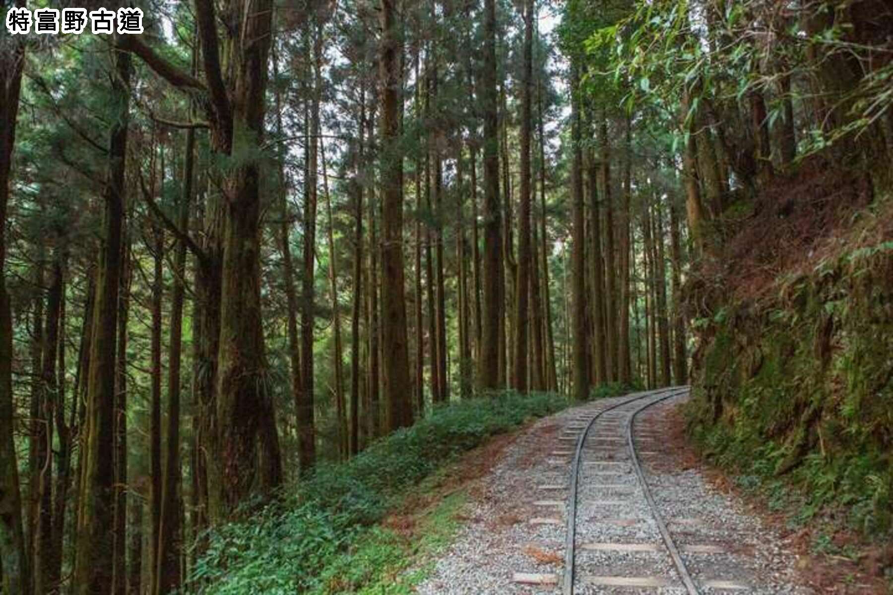 沉寂水山線 特富野古道健行一日遊9