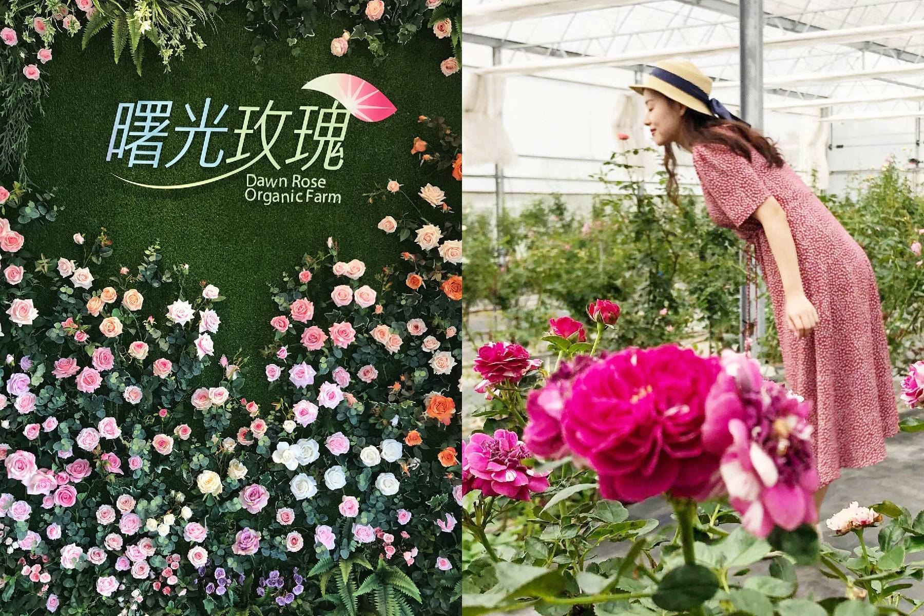 ○嘉義曙光玫瑰有機農場-玫瑰巧克力手作DIY體驗券1