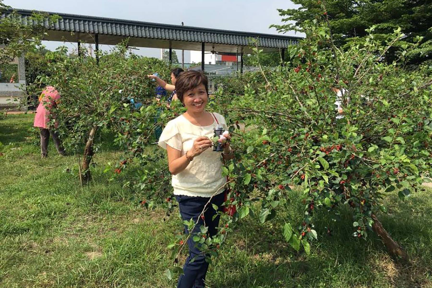 張媽媽休閒農場 I 採果(桑椹)體驗券3