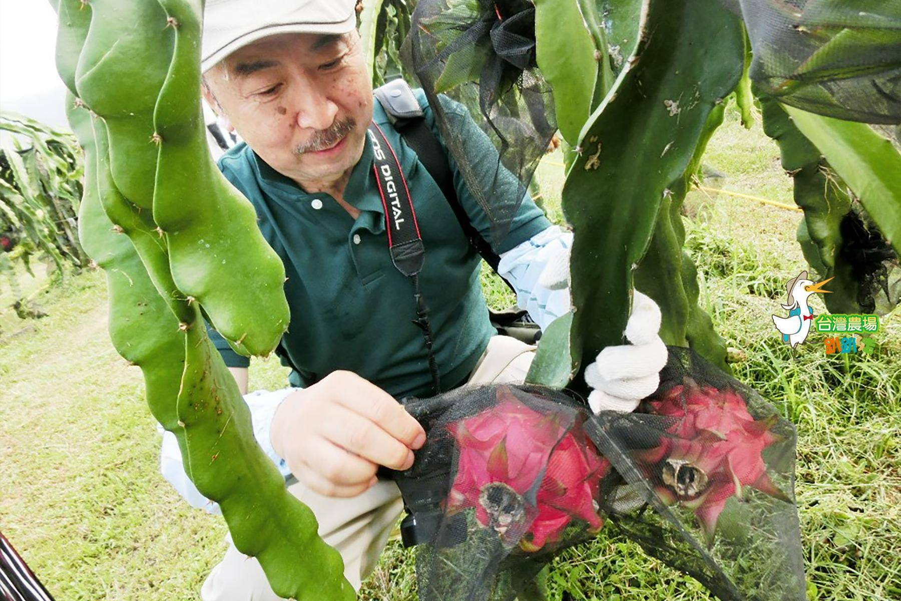 宜蘭-綠寶石休閒農場-採果(紅龍果)體驗券4