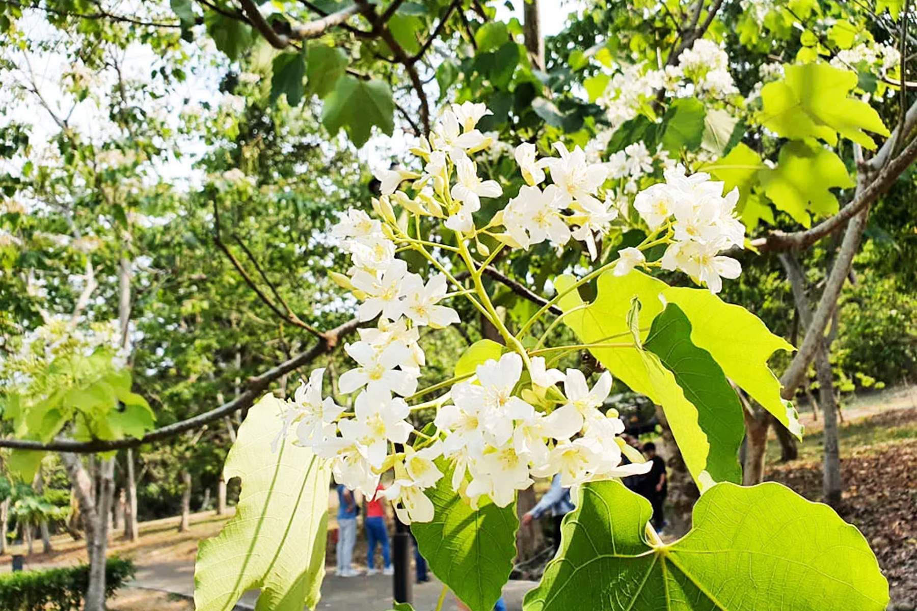 季節限定｜一桐賞花去~荷苞山.漁民體驗親子一日遊5