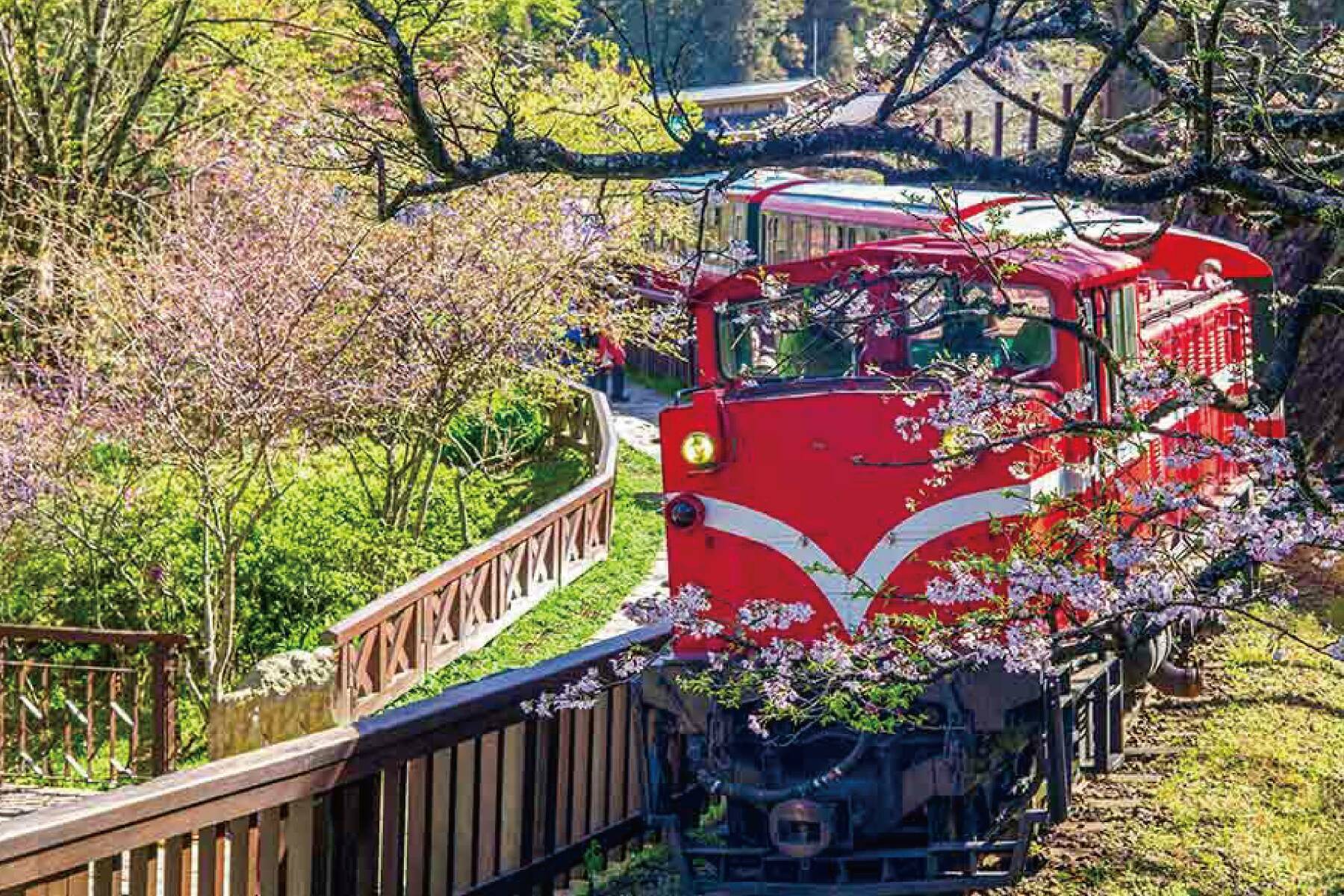 嘉義阿里山賞櫻二日遊(南投出發)10