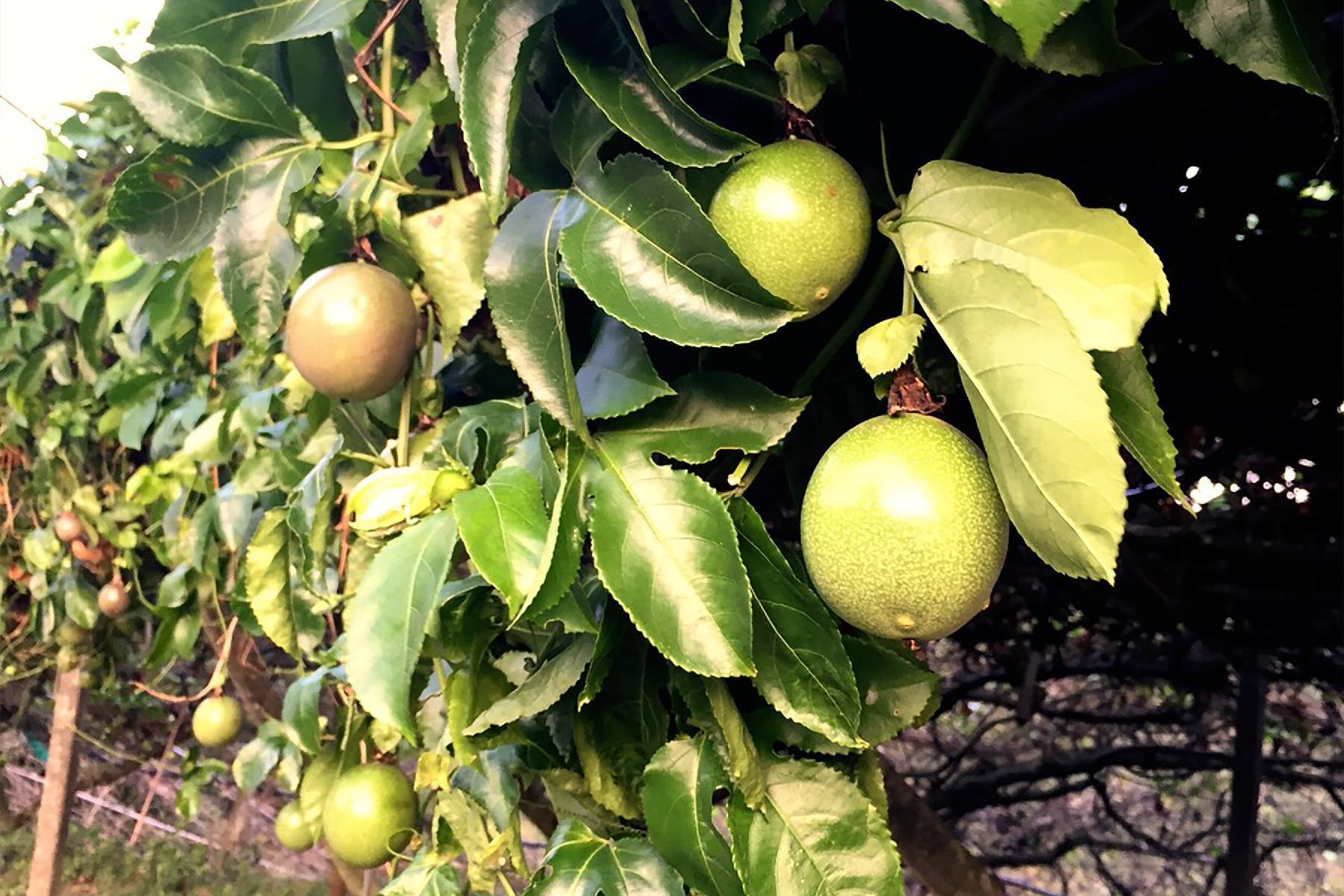 苗栗雲也居一休閒農場-採果體驗券9