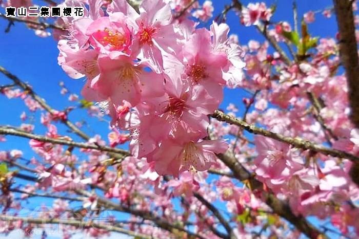 南臺灣小溪頭 藤枝森濤再現賞櫻一日遊6