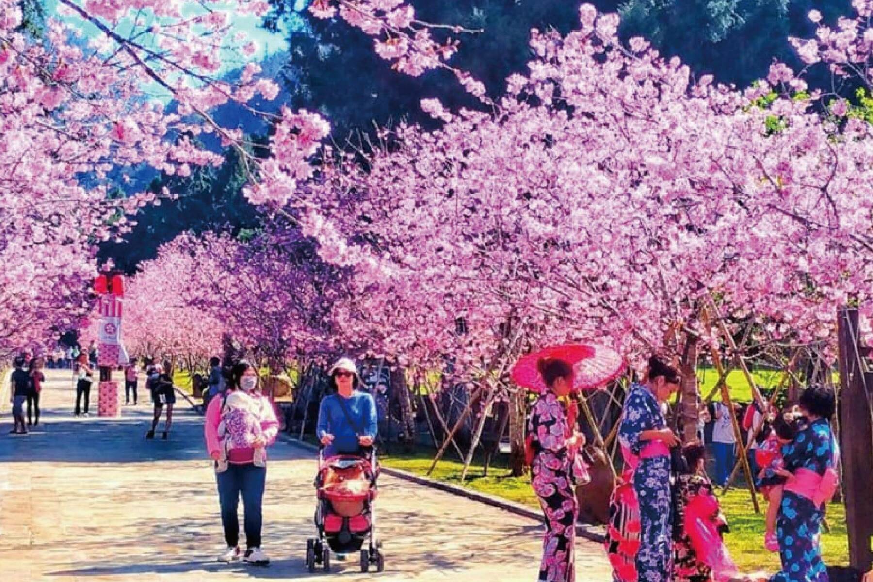 南投九族櫻花祭一日遊9